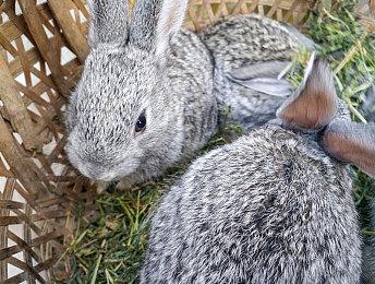 经典RPG合集《龙与地下城：金盒》现已上线 不支持中文